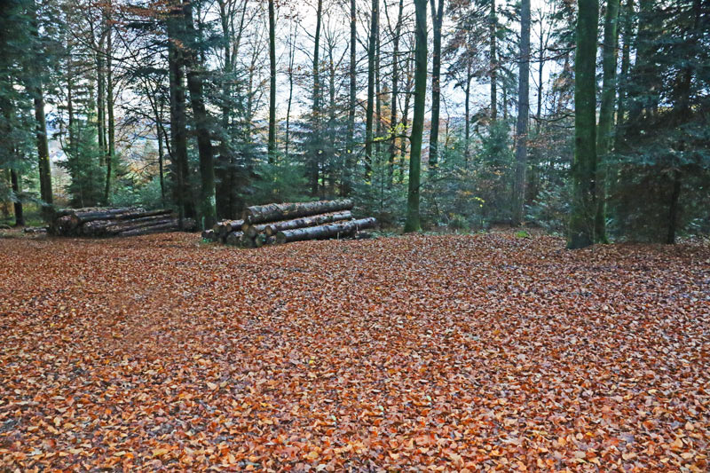 Ein Stapel Holz auf Laubboden